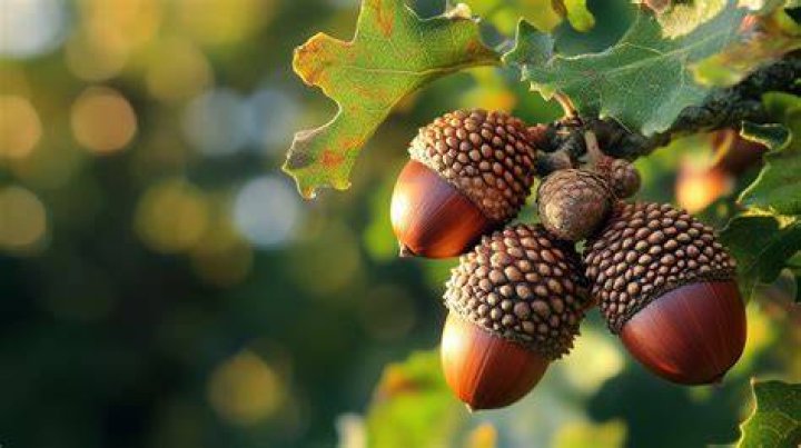 Which oak acorns are edible