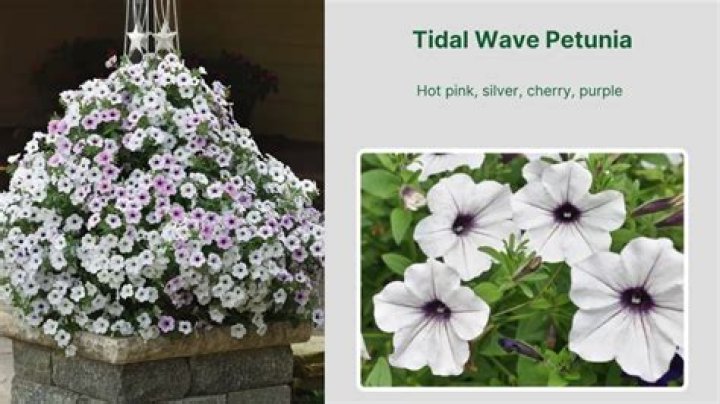 Which petunias are trailing