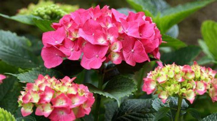 Which plants like lime added