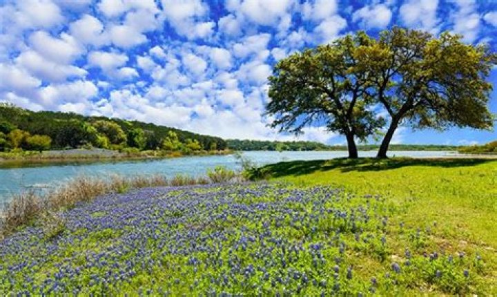 Which tree gives most shade