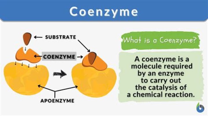 Which vitamins are coenzyme