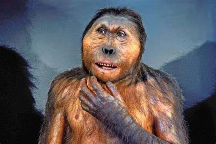 Who discovered Paranthropus