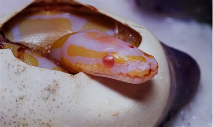 Who killed the royal python