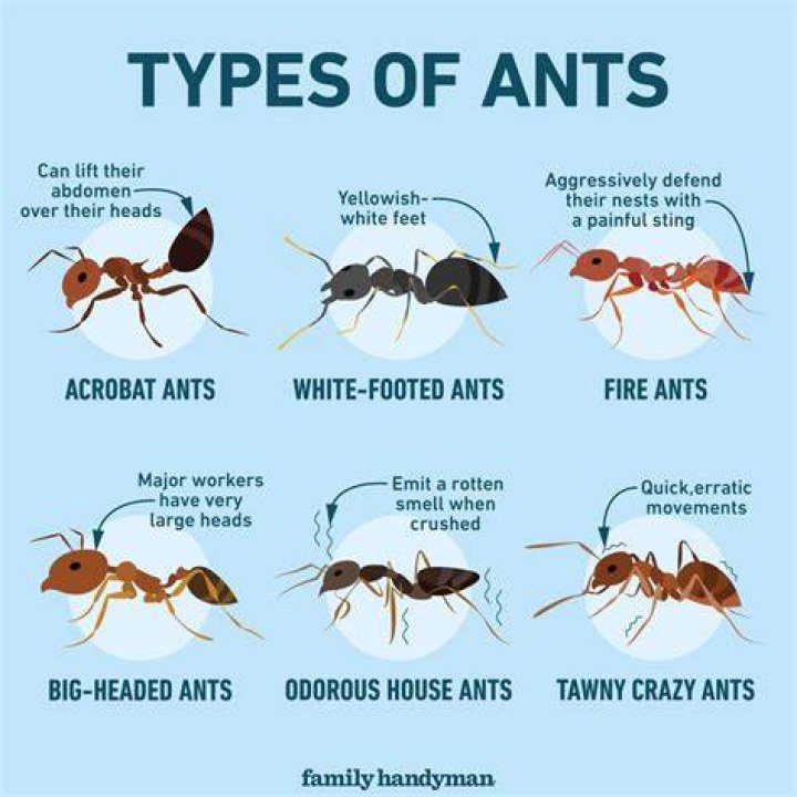 Why are ants avoiding traps