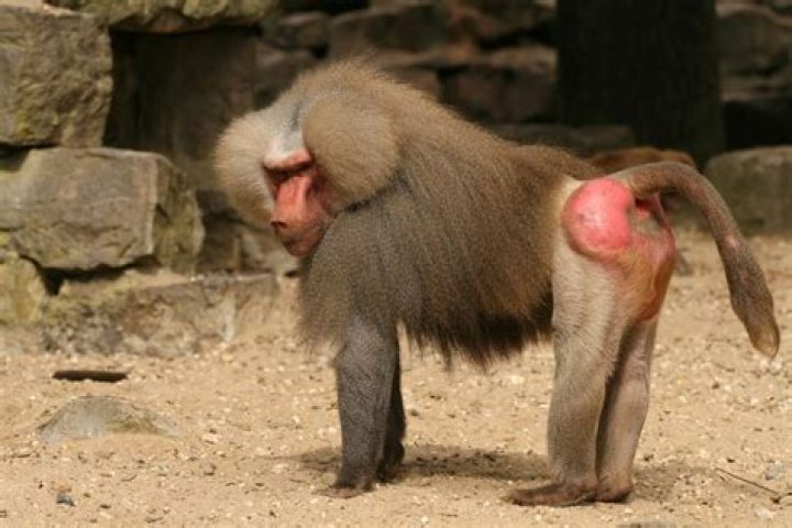 Why are baboon buttocks blue