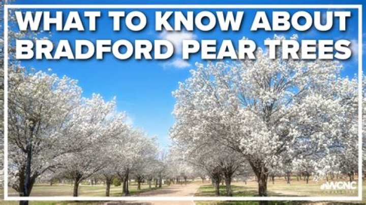 Why are Bradford pears hated