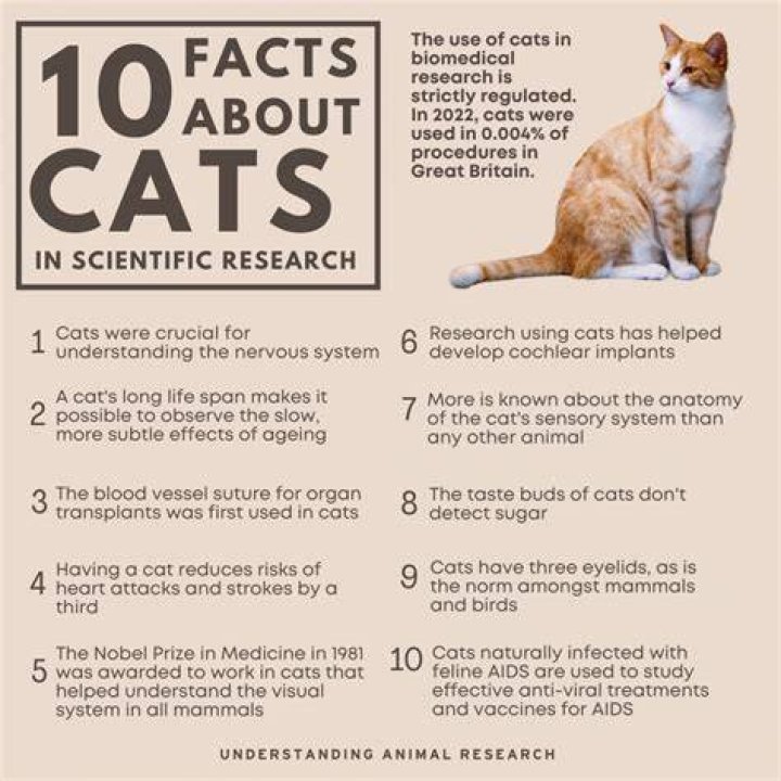 Why are cats such great pets