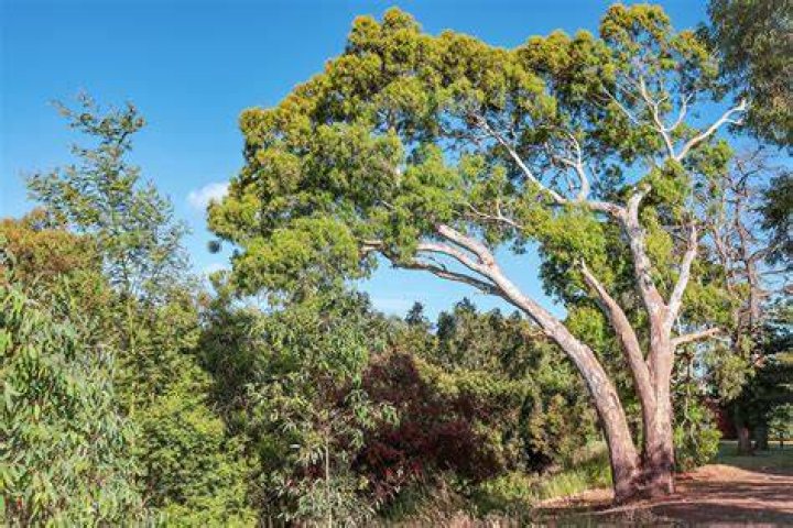 Why are eucalyptus trees bad
