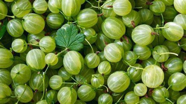 Why are gooseberries illegal