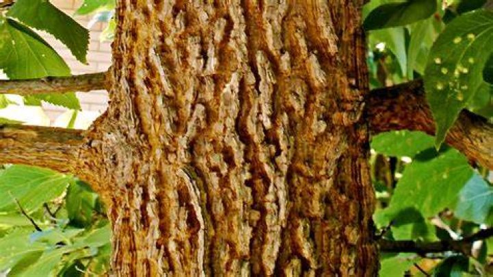 Why are hackberry trees bad
