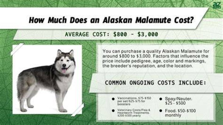 Why are Malamutes expensive