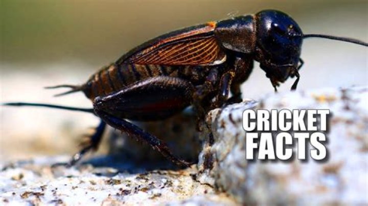 Why are my crickets fighting