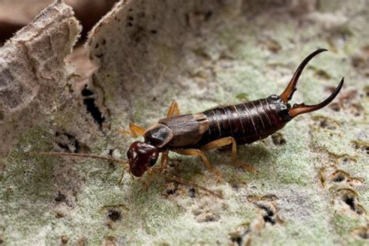 Why are my earwigs infested