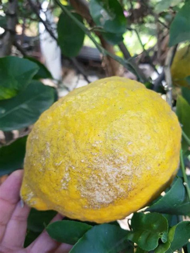 Why are my lemons tasteless