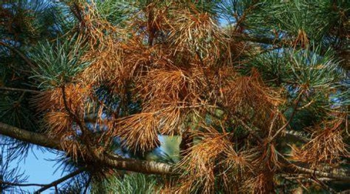 Why are my pinon trees dying