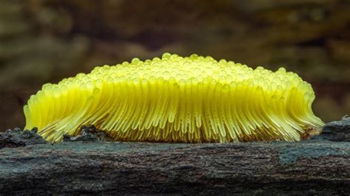 Why are slime molds protists