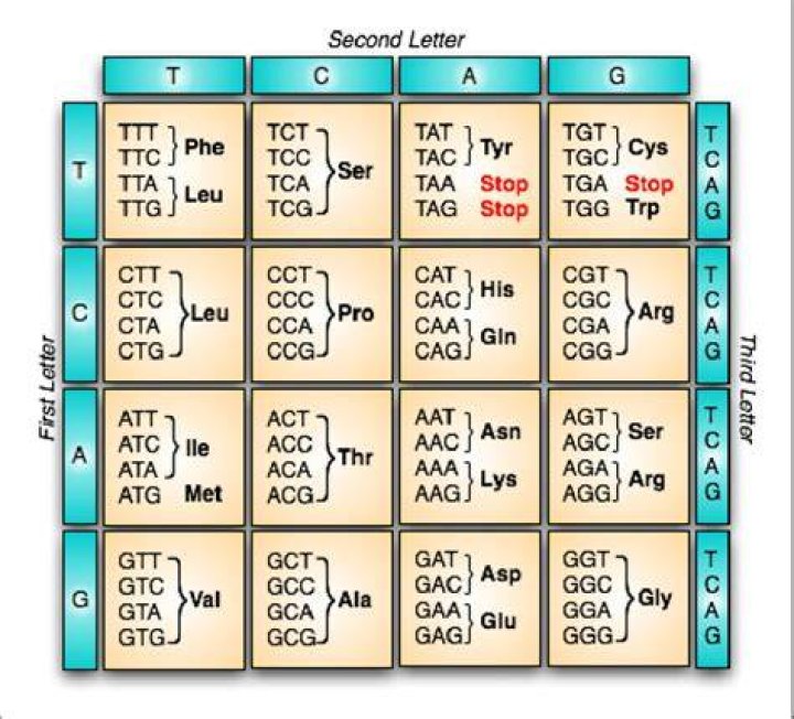 Why are there 3 stop codons