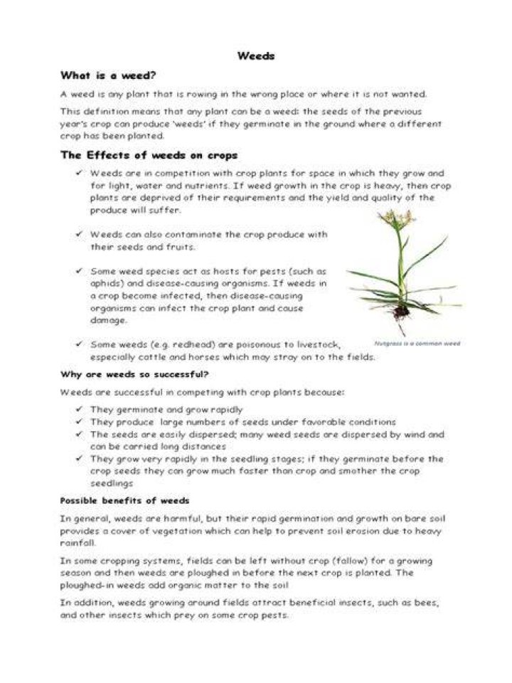 Why are weeds so successful