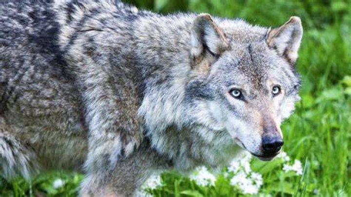 Why did the wolves disappear