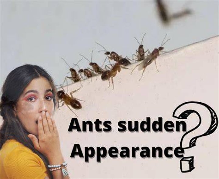 Why do ants suddenly appear
