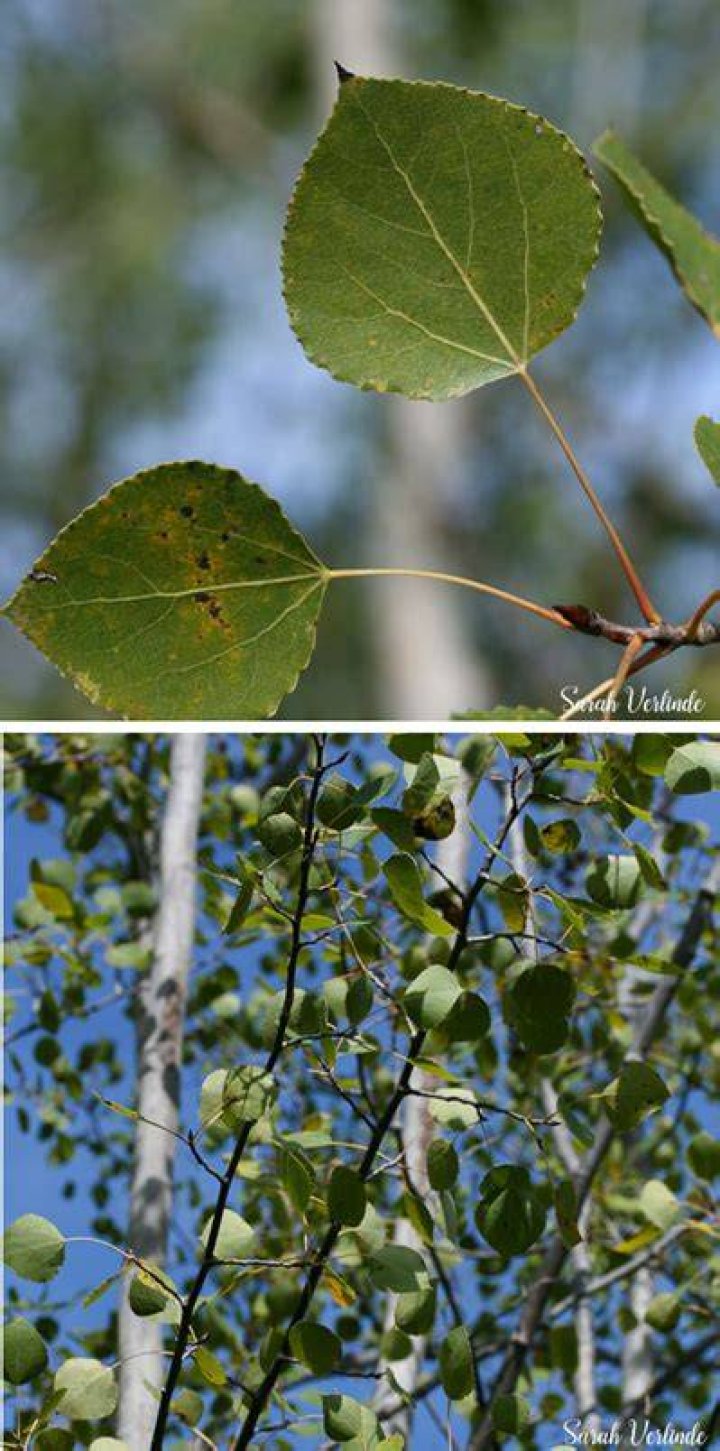 Why do aspen leaves flutter