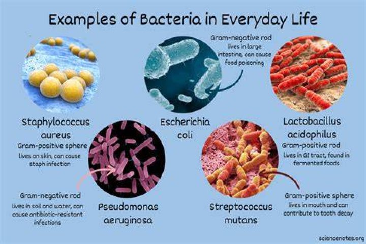Why do bacteria store sulfur