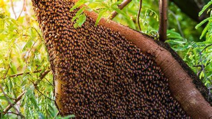 Why do bees like apple trees