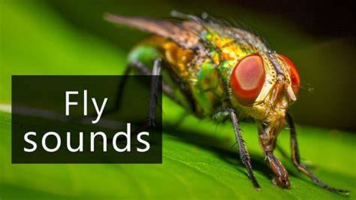 Why do bugs fly near your ear