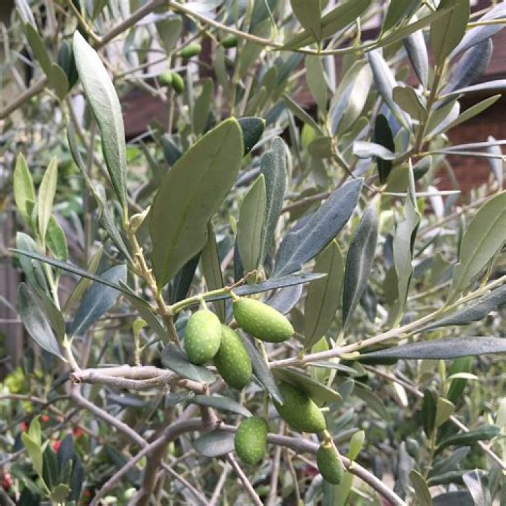 Why do cats like olive trees