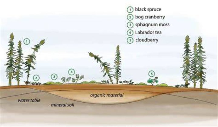 Why do farmers use peat bogs