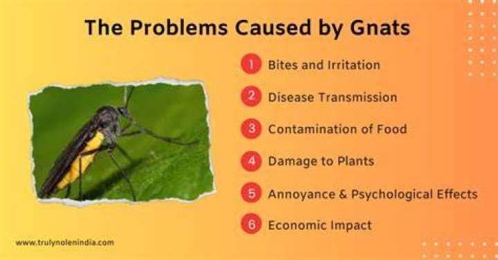 Why do I suddenly have gnats