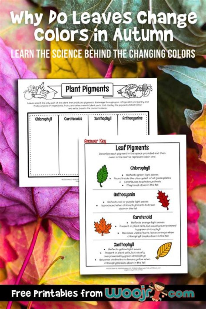 Why do leaves change colors