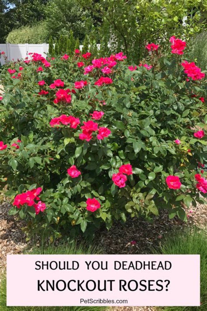 Why do my knockout roses die