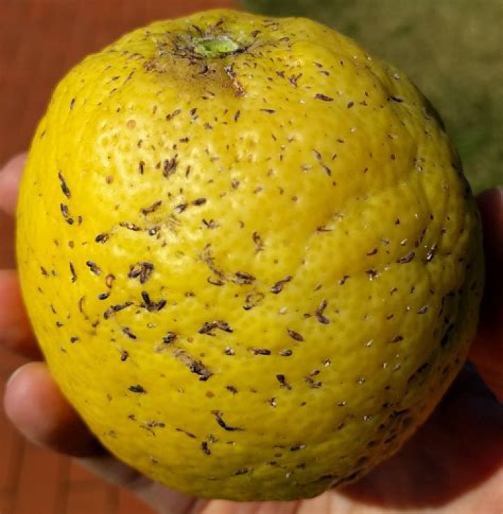 Why do my lemons stay small