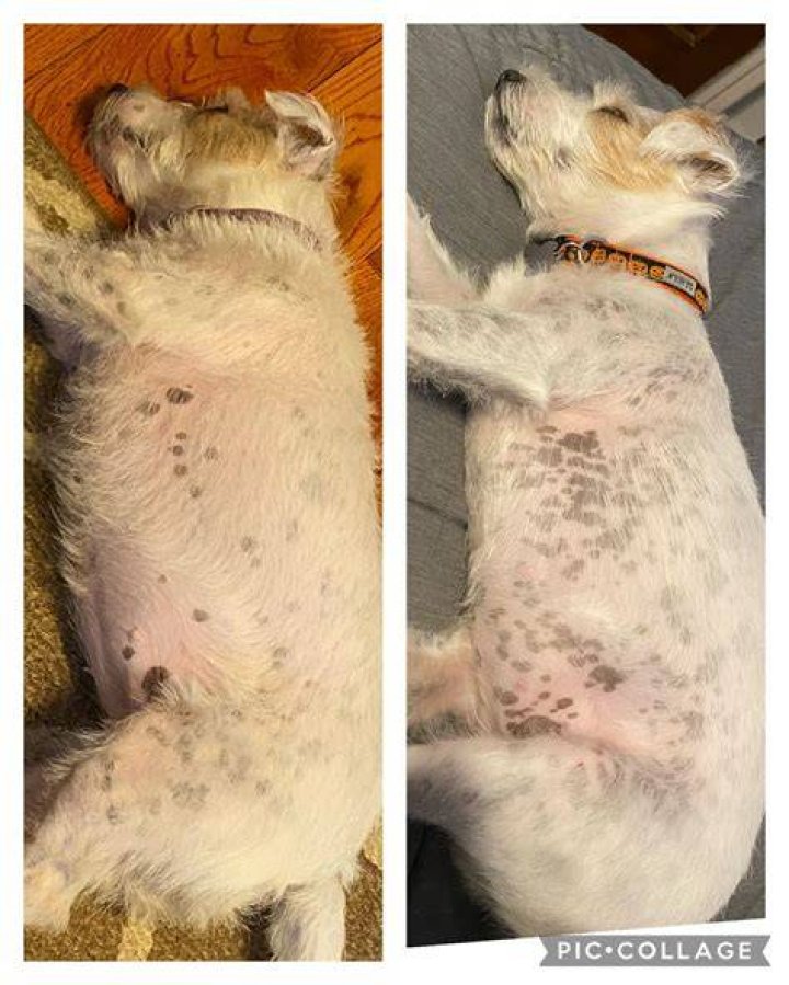Why do que dogs get branded