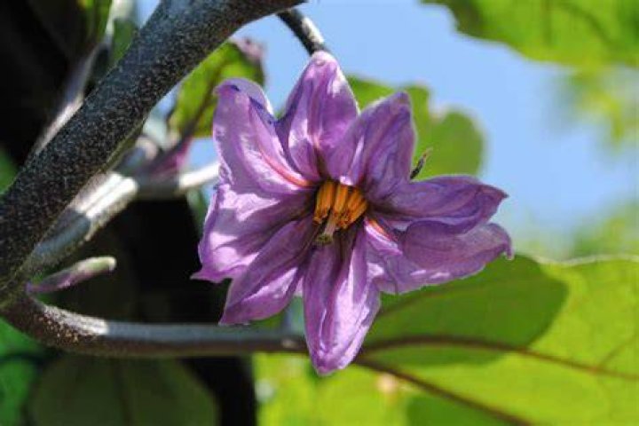 Why do some buds turn purple