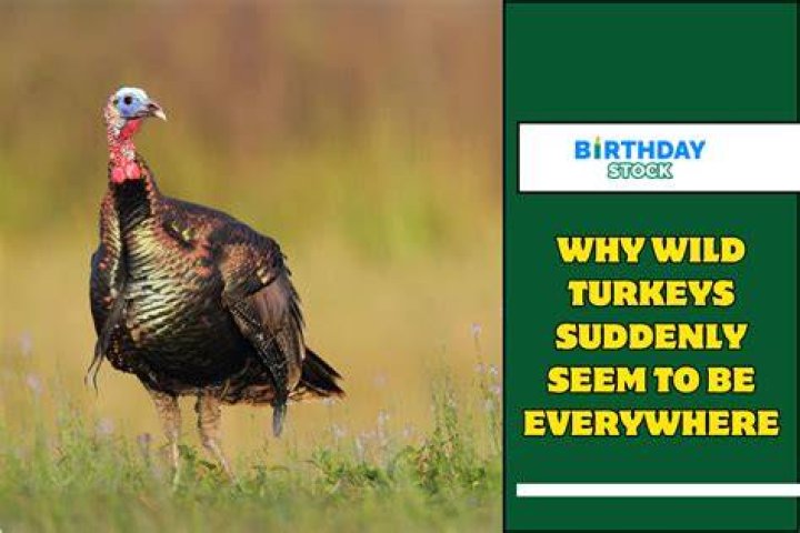 Why do turkeys die suddenly