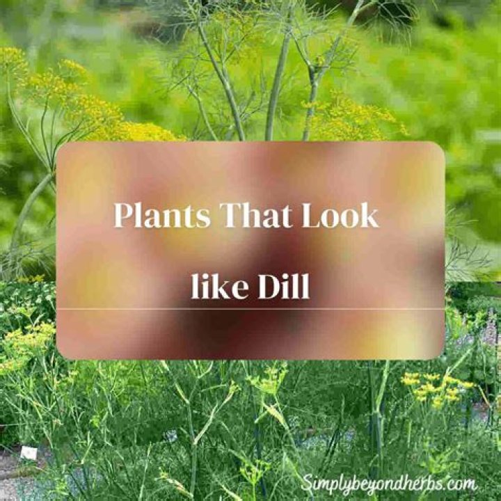 Why does my dill look burnt