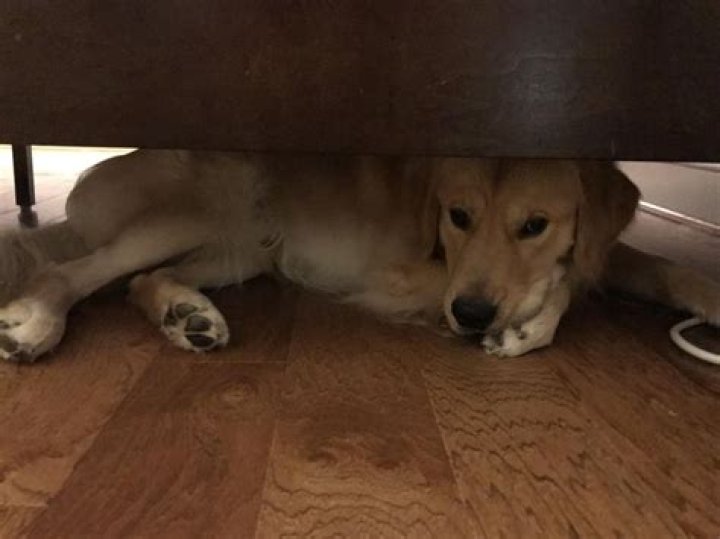 Why does my dog keep hiding