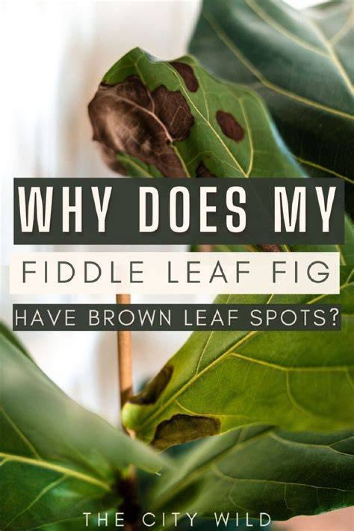 Why fiddle leaf is expensive