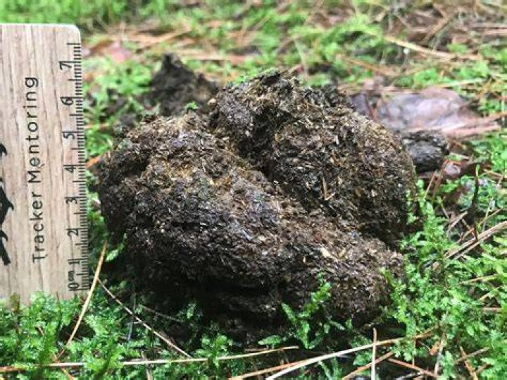Why is bear poop called scat