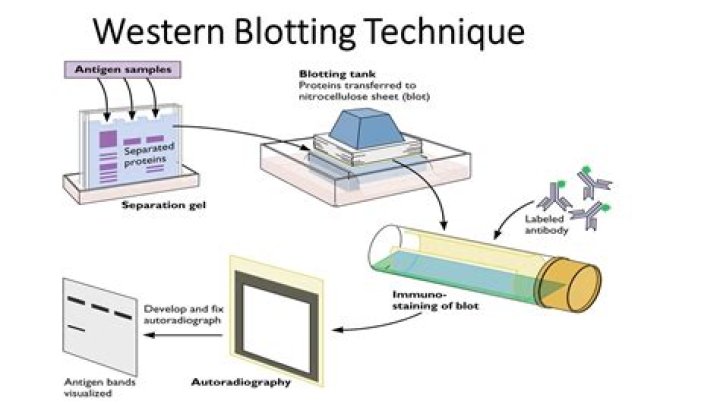 Why is blotting done