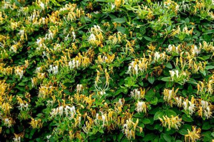 Why is Bush honeysuckle bad