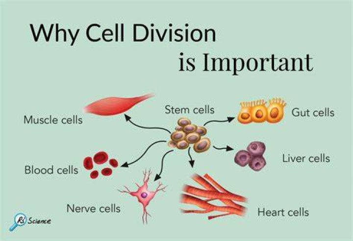 Why is cell counting important