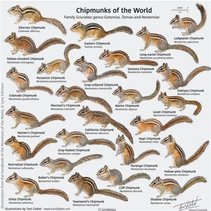 Why is chipmunk making noise