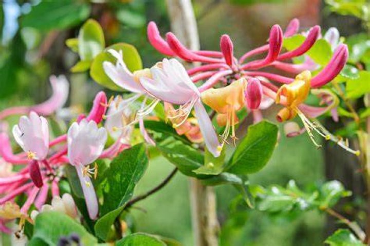 Why is honeysuckle a problem