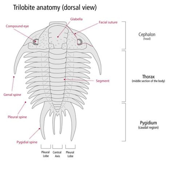 Why is it called a trilobite