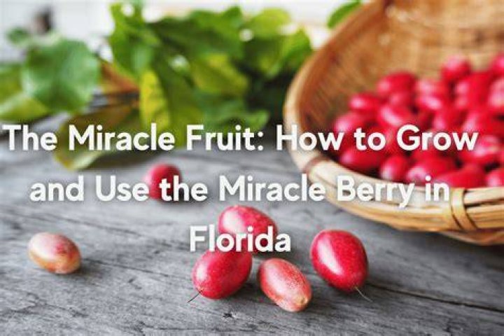 Why is miracle berry banned
