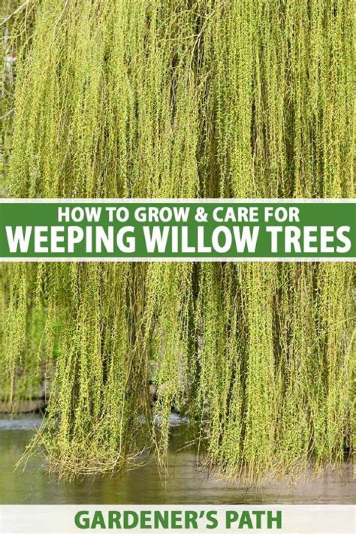 Why is my globe willow dying