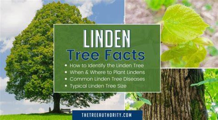 Why is my linden tree dying